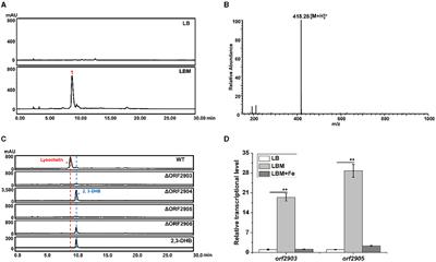 Production of the siderophore lysochelin in rich media through maltose-promoted high-density growth of Lysobacter sp. 3655